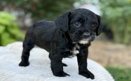 Cavapoo dogs for sale: Lucy - Image 22