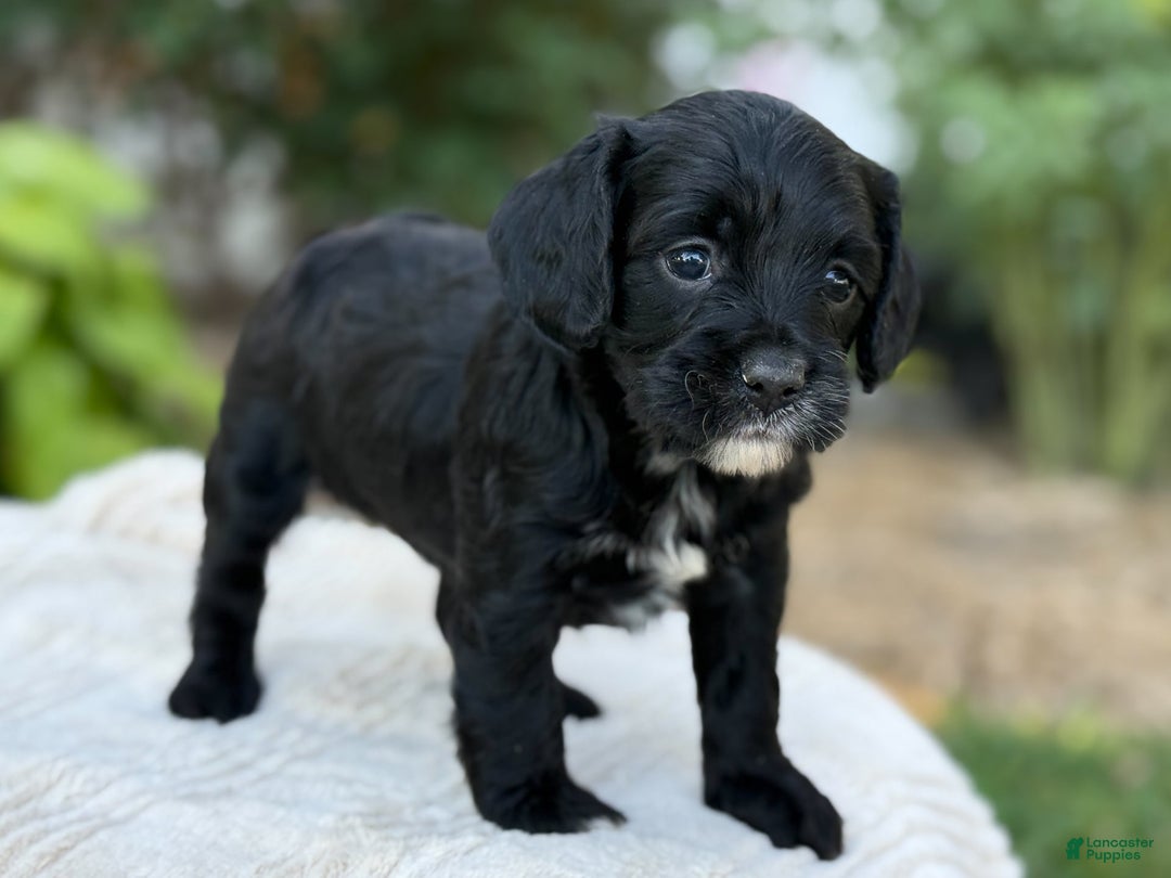 Cavapoo dogs for sale: Lucy - Image 22