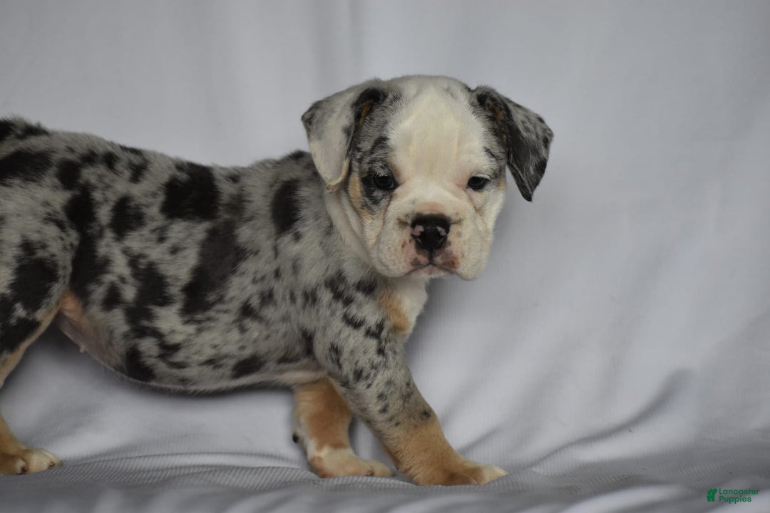 Beabull dogs for sale: Diamond - Image 9
