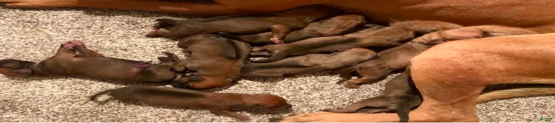 Puppy 1