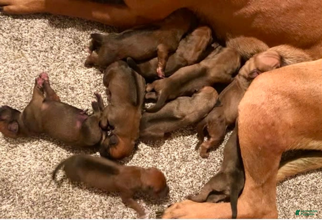 Rhodesian Ridgeback dogs for sale: Puppy 1 - Image 1