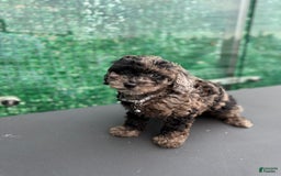 Toy Poodle dogs for sale: Pheonix Merle - Image 3