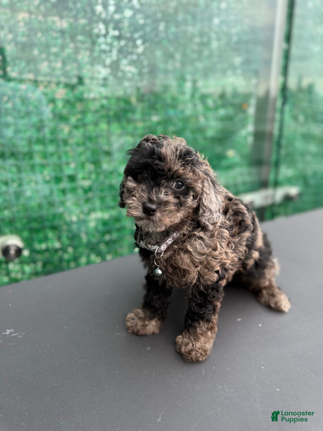 Toy Poodle dogs for sale: Pheonix Merle - Image 3