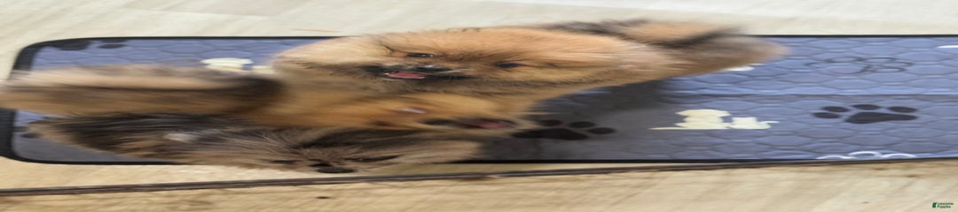 Maximus