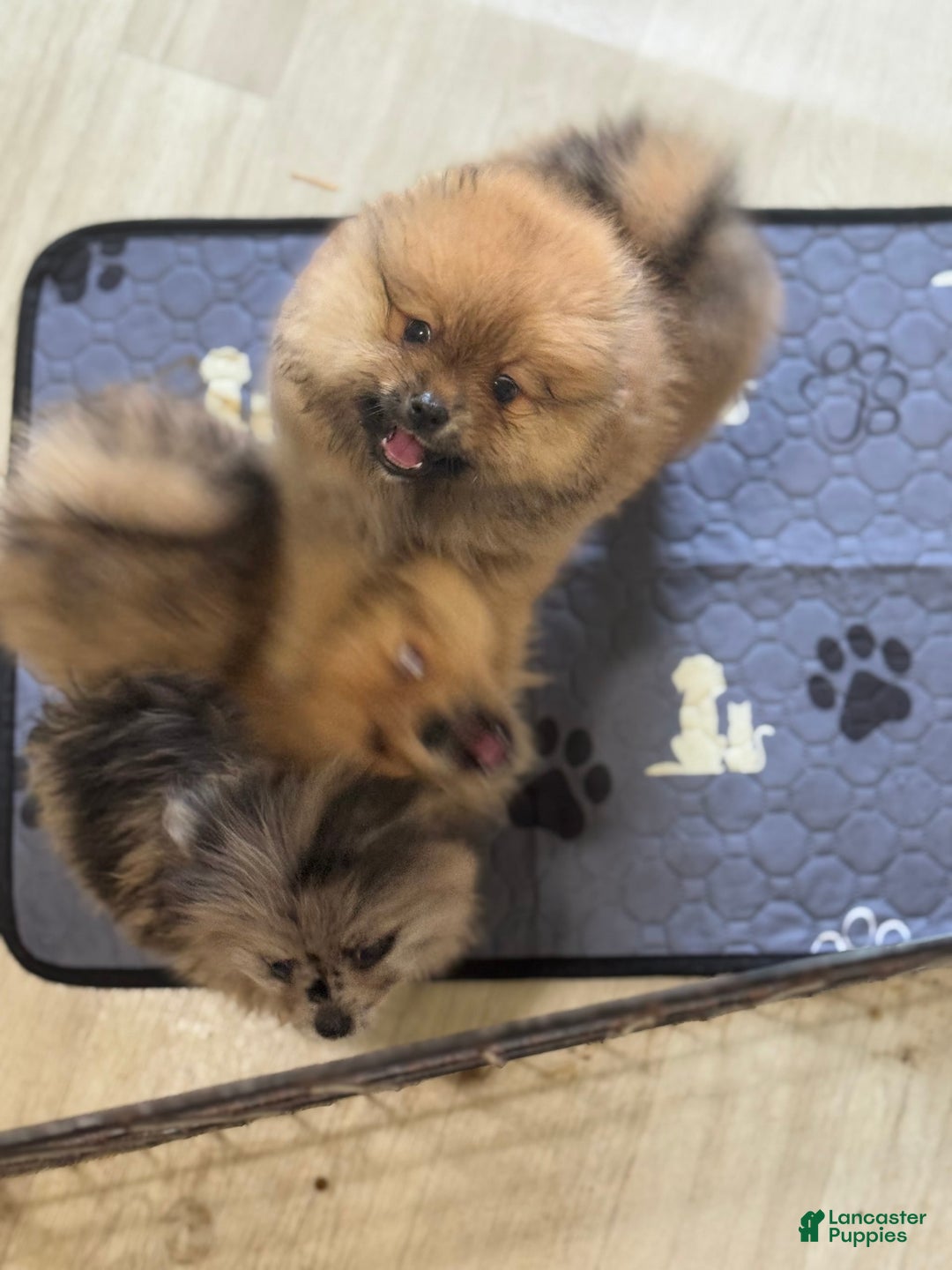 Pomeranian dogs for sale: Maximus - Image 1