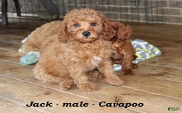 Cavapoo dogs for sale: Jack - Image 5