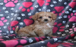 Cavapoo dogs for sale: Alex - Image 5