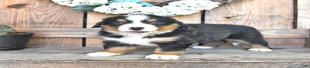 Bailey