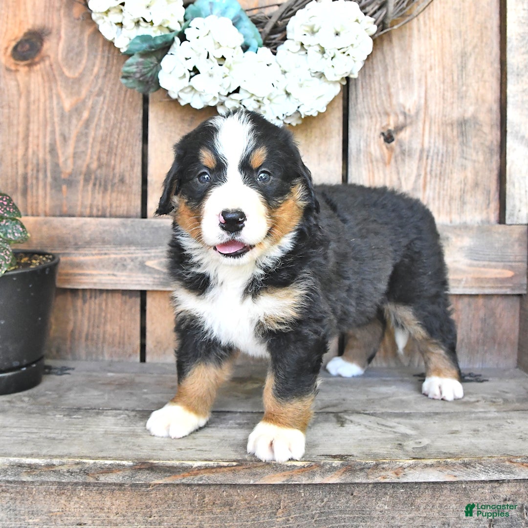 Bernese Mountain Dog dogs for sale: Bailey - Image 5