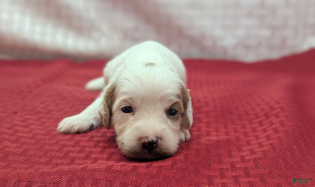 Cavapoo dogs for sale: Forky - Image 16