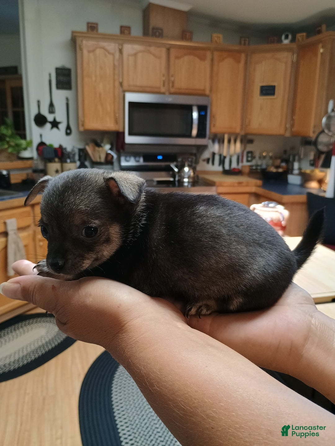 Chihuahua dogs for sale: Chihuahua 4 puppies - Image 16