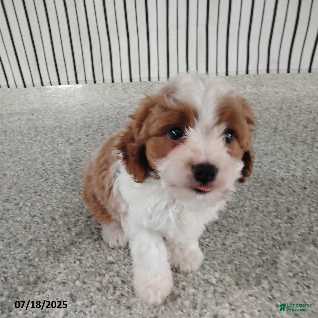 Cavapoo dogs for sale: Bobby - Image 1