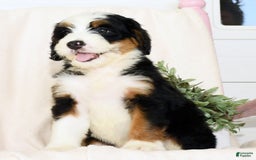 Mini Bernedoodle dogs for sale: Ben - Image 7
