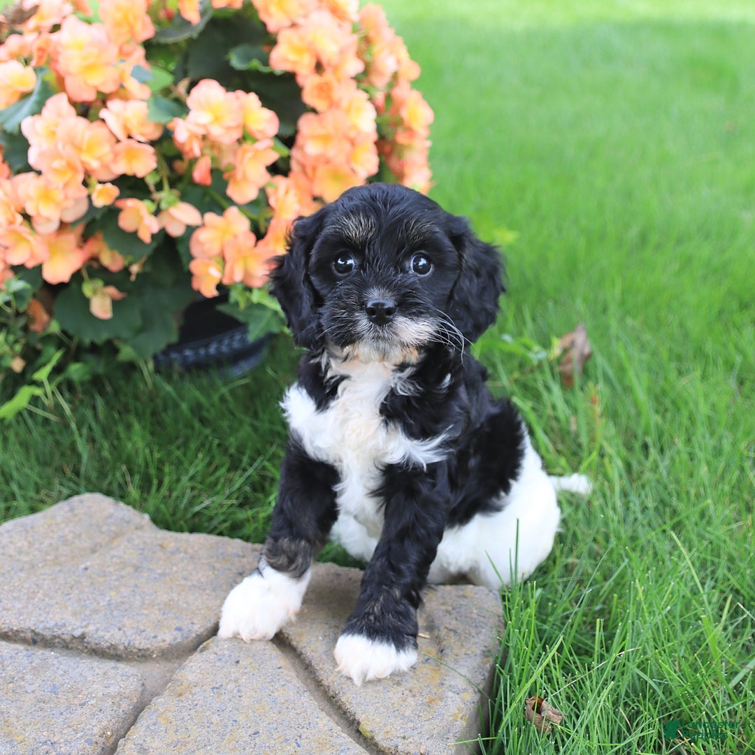 Cavapoo dogs for sale: Cavapoo 3 puppies - Image 9