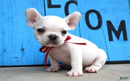 French Bulldog dogs for sale: Fido - Image 15