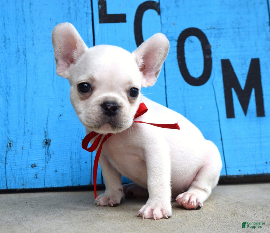 French Bulldog dogs for sale: Fido - Image 15