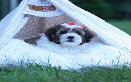Shihpoo dogs for sale: Hugo - Image 7