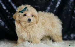 Maltipoo dogs for sale: Maltipoo 4 puppies - Image 10