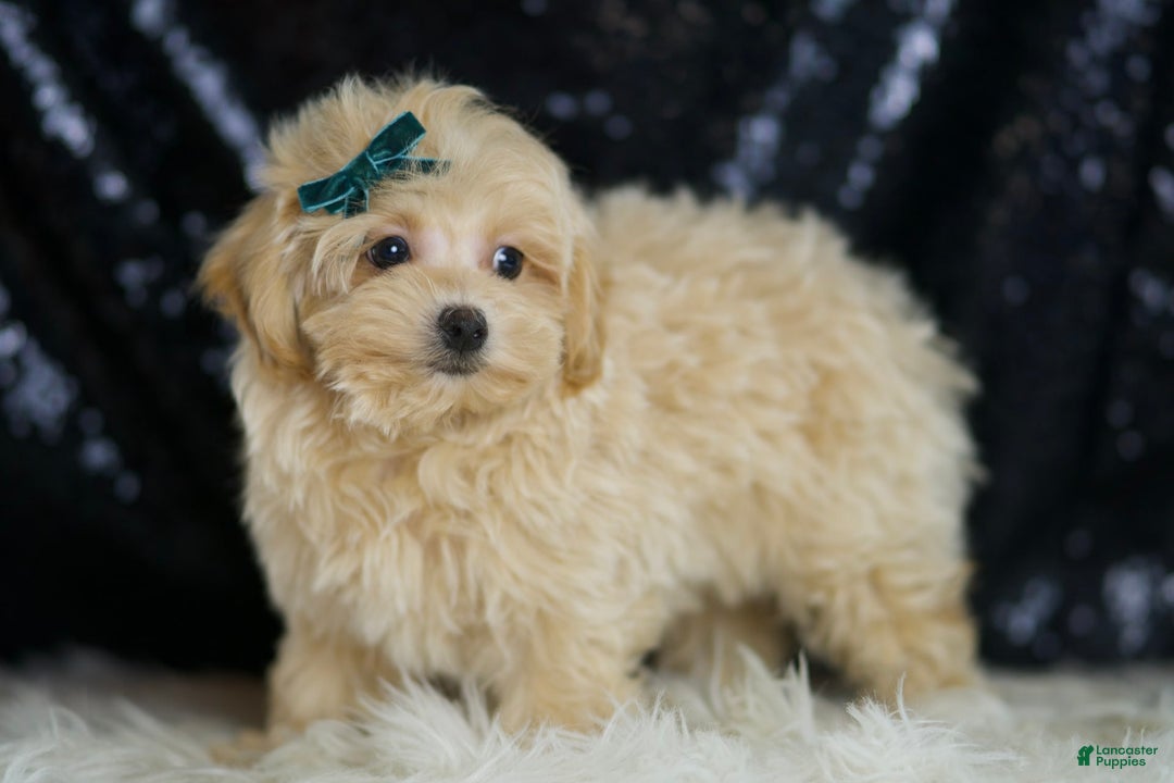Maltipoo dogs for sale: Maltipoo 4 puppies - Image 10