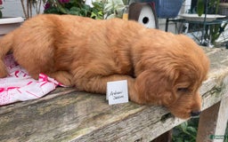 Goldendoodle dogs for sale: Andy - Image 15