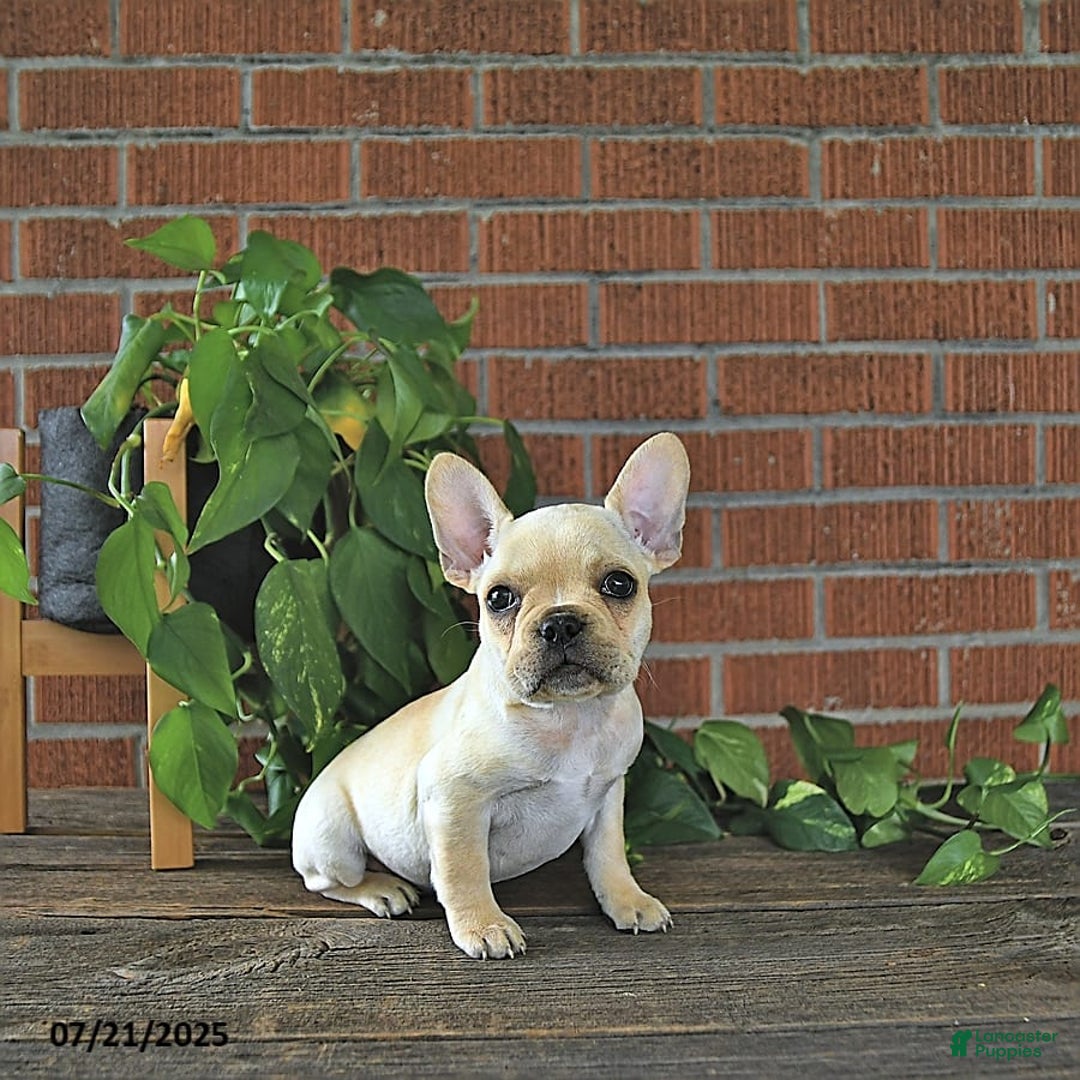French Bulldog dogs for sale: Lavendar - Image 5