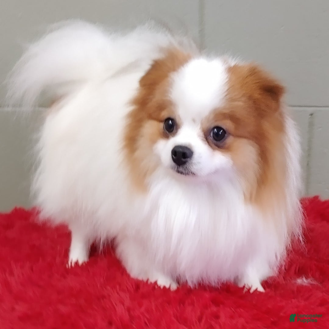 Pomeranian dogs for sale: Cosmo - Image 6