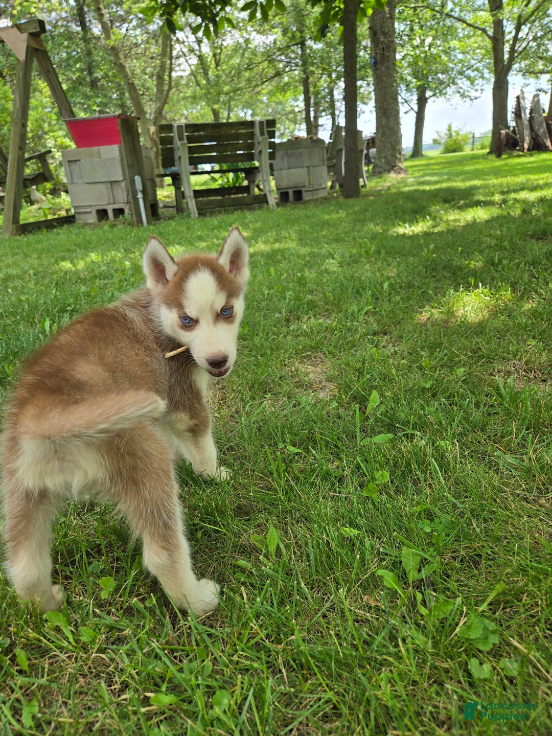 Siberian Husky dogs for sale: Concord - Image 7