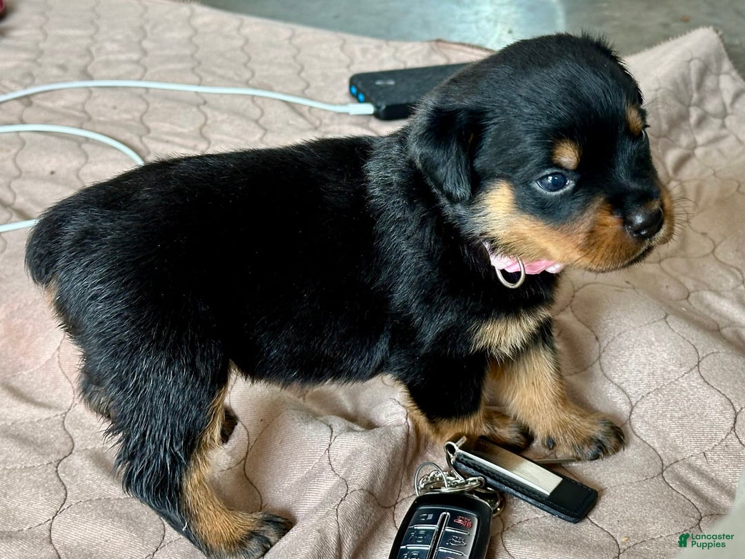 Rottweiler dogs for sale: Pink Collar - Image 10