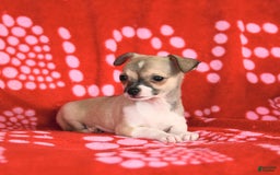 Chihuahua dogs for sale: Pete - Image 7