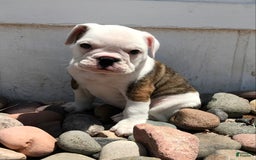 Olde English Bulldogge dogs for sale: Tulip - Image 2