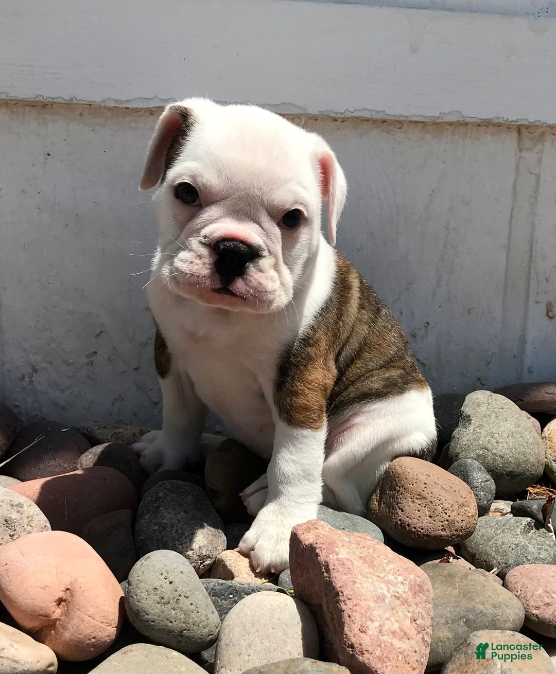 Olde English Bulldogge dogs for sale: Tulip - Image 2