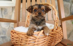 Shorkie dogs for sale: Kipper - Image 3