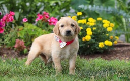 Golden Retriever dogs for sale: Miley - Image 4
