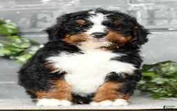 Mini Bernedoodle dogs for sale: Tatum - Image 9