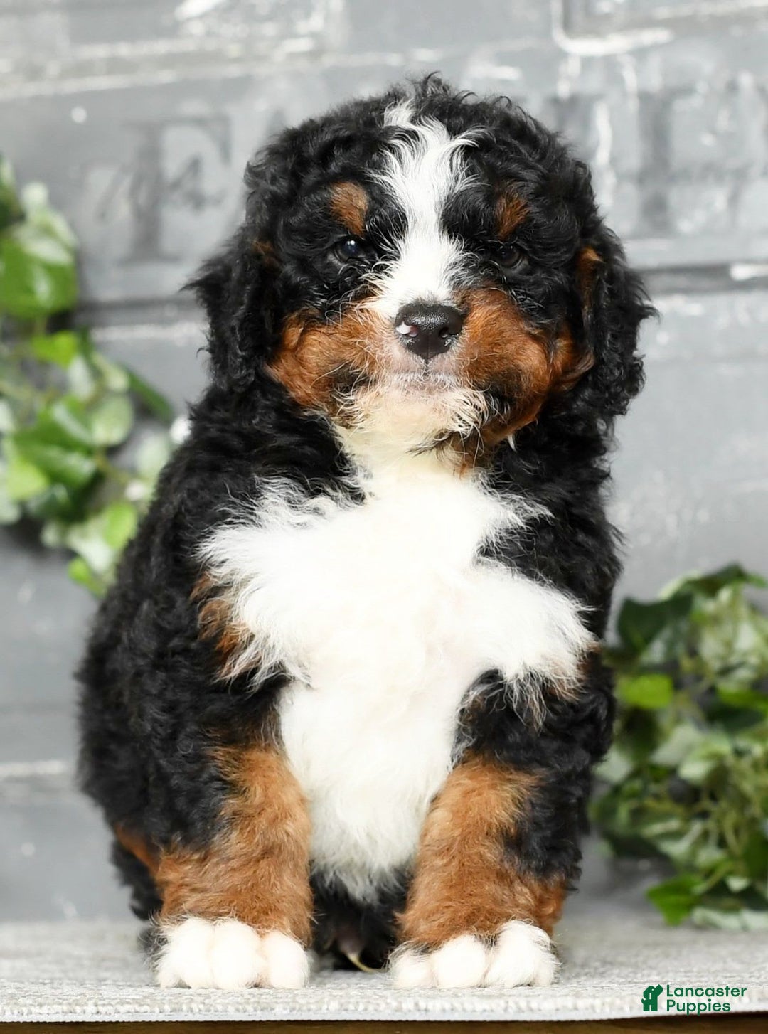 Mini Bernedoodle dogs for sale: Tatum - Image 9