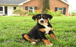 Greater Swiss Mountain Dog dogs for sale: Chip - Image 7