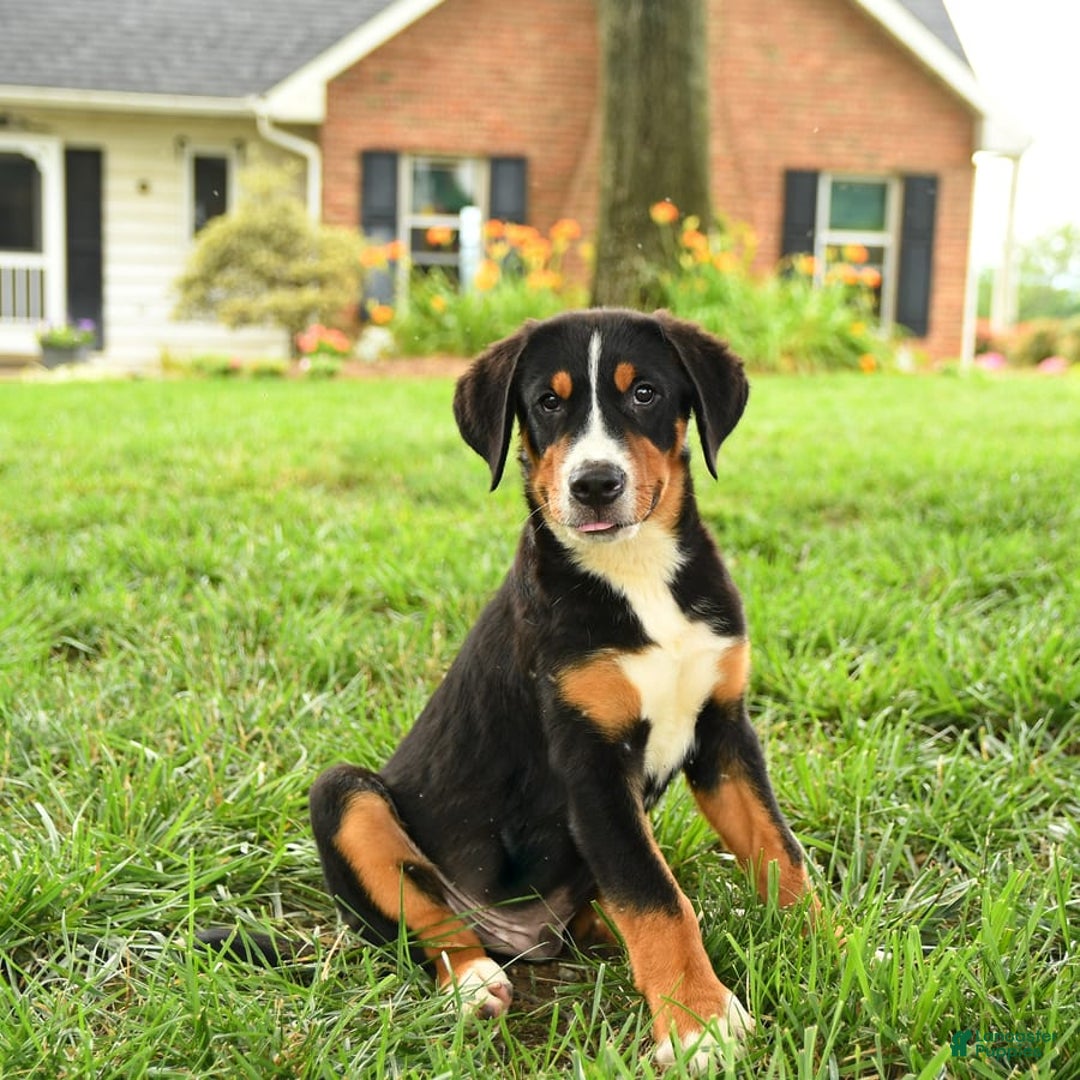 Greater Swiss Mountain Dog dogs for sale: Chip - Image 7