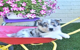 American Eskimo dogs for sale: Spunky - Image 3