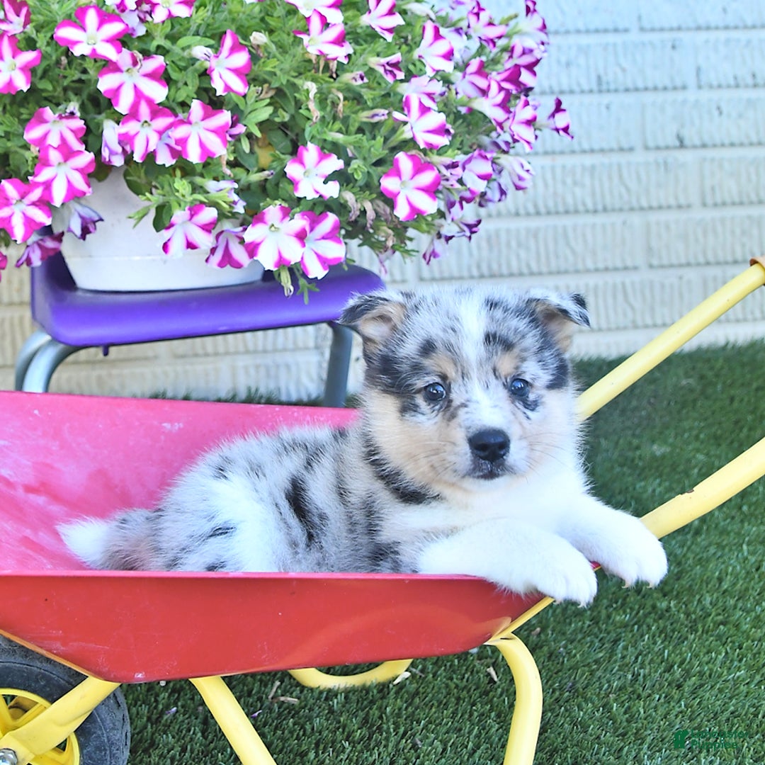 American Eskimo dogs for sale: Spunky - Image 3