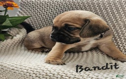 Puggle dogs for sale: Bandit - Image 8