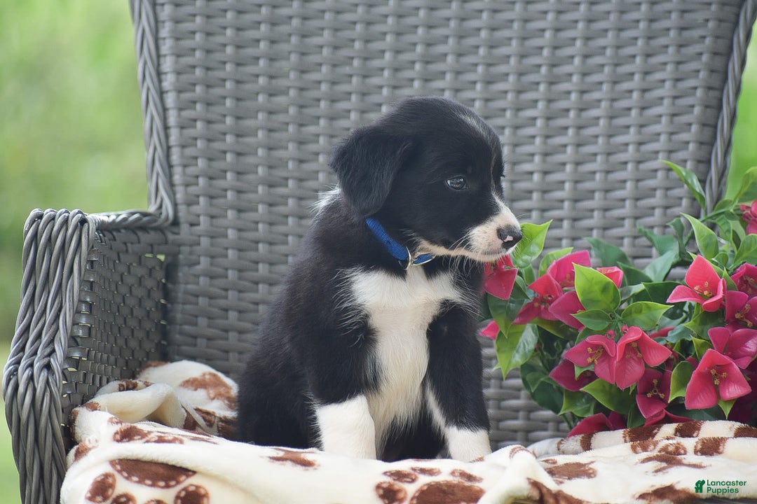 Border Collie dogs for sale: Bryce - Image 2