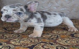 French Bulldog dogs for sale: Honoka - Image 6