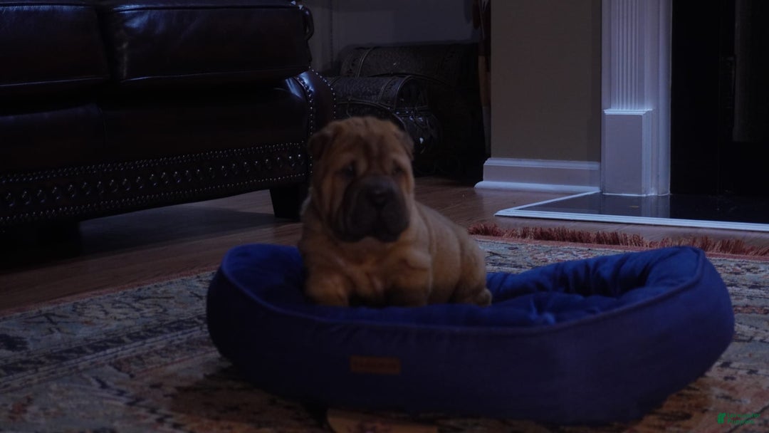 Shar Pei dogs for sale: Kola Ruunt - Image 2