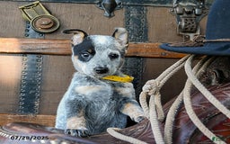Australian Cattle Dog dogs for sale: Clover - Image 1