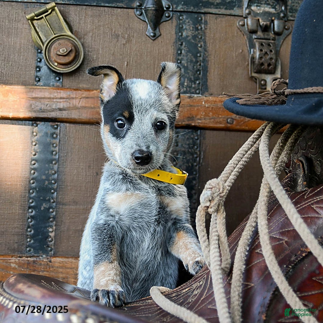Australian Cattle Dog dogs for sale: Clover - Image 1