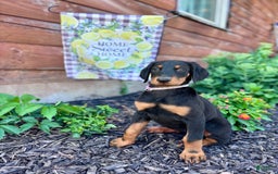 Doberman Pinscher dogs for sale: Annabelle Dad Is Health Tested - Image 11