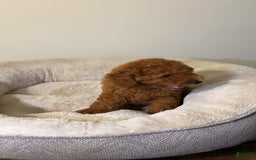 Toy Poodle dogs for sale: Toy Poodle 2 puppies - Image 3