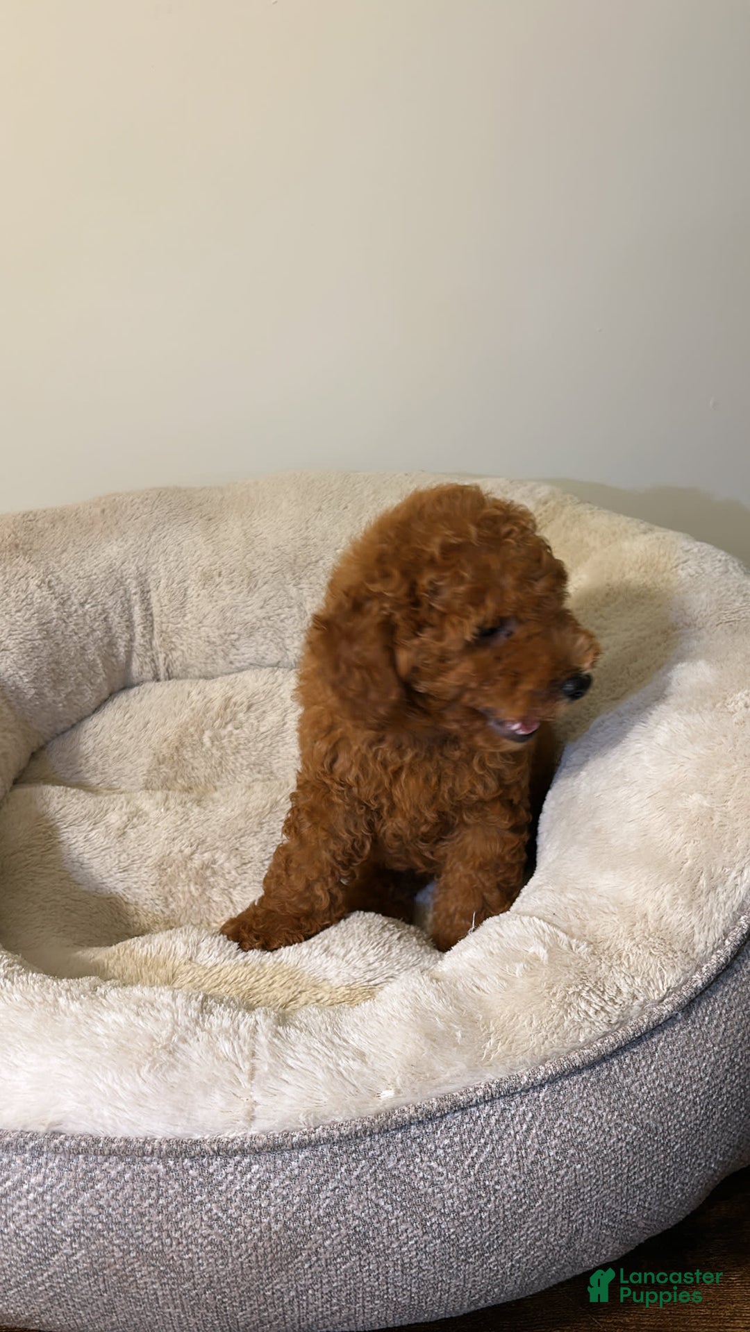 Toy Poodle dogs for sale: Toy Poodle 2 puppies - Image 3