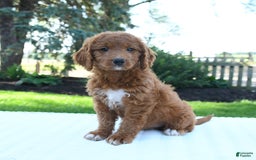 Mini Goldendoodle dogs for sale: Callie - Image 1