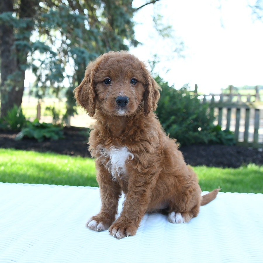 Mini Goldendoodle dogs for sale - Ad 1